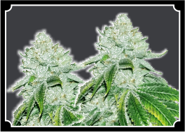 Gelato Seeds  Feminized